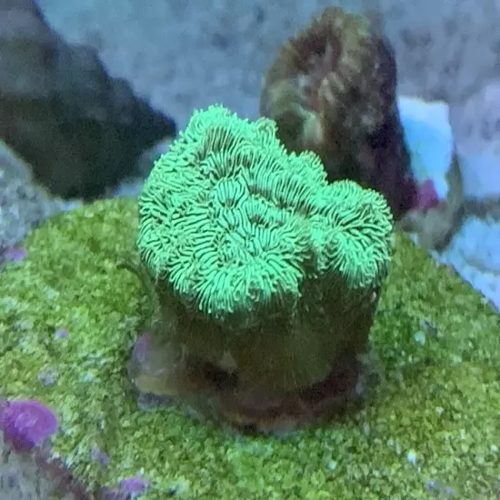 Frag pack live coral 10 Mixed Frags! Free Overnight Shipping