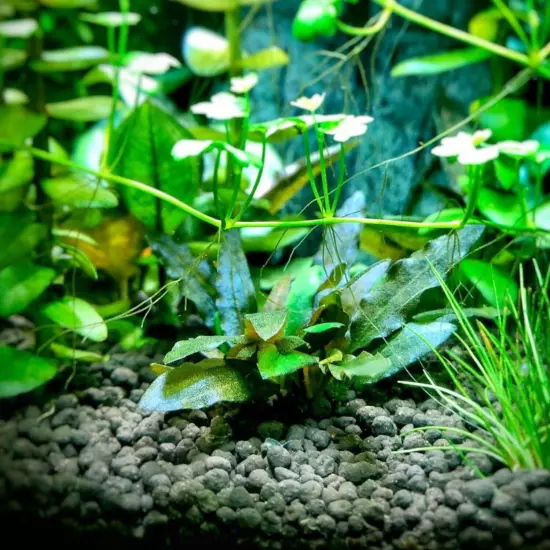 Cryptocoryne Wendtii Green Grown in Vitro Tissue Culture Premium Aquatic Plants