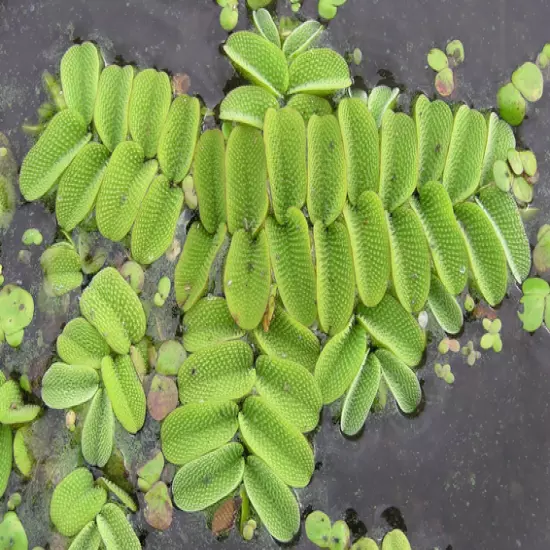 Salvinia Natans Floating Aquarium Fern/Watermoss