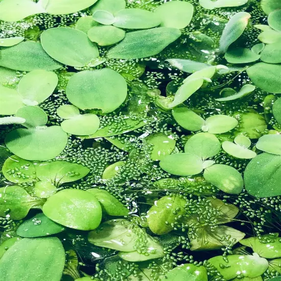  2 Water Lettuce SM/Baby Water Lettuce Freshwater Floating Plants Ponds/Tanks 