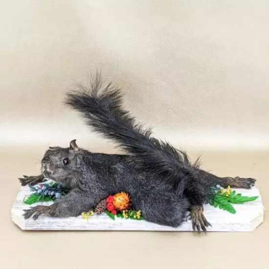 L44N Taxidermy Oddities Curiosities Squirrel Climbing mounted Victorian Display