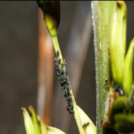 Potassium Soap Bacteria, Fungi, Aphids, Red Spider, Whiteflies or Mealybugs