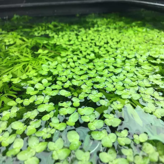 Giant Duckweed, Spirodela Polyrhiza, Live Aquarium/Aquatic/Freshwater/Floating/P