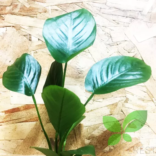 Anubias Barteri Broad Leaf Loose Live Plants Fish Aquarium Decorations 