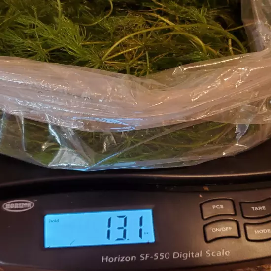 Hornwort Floating Plant 13 Oz