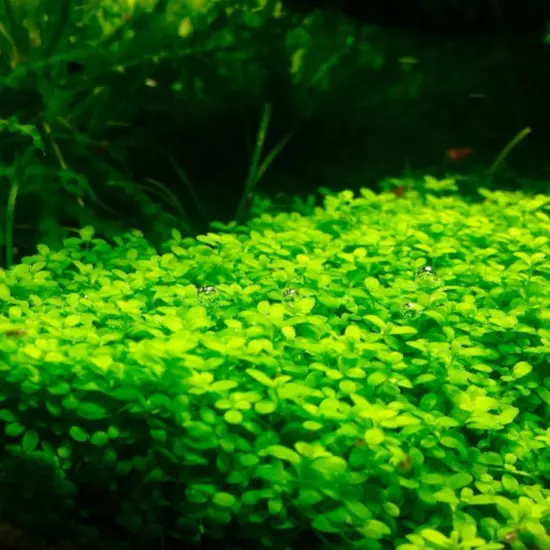 Buy2Get1Free Dwarf Baby Tears Potted Live Aquarium Plants Decoration Freshwater