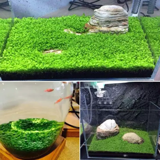 Aquarium Clover Grass Seeds Carpet Landscape Aquatic Water Fish Tank Plant Seed│