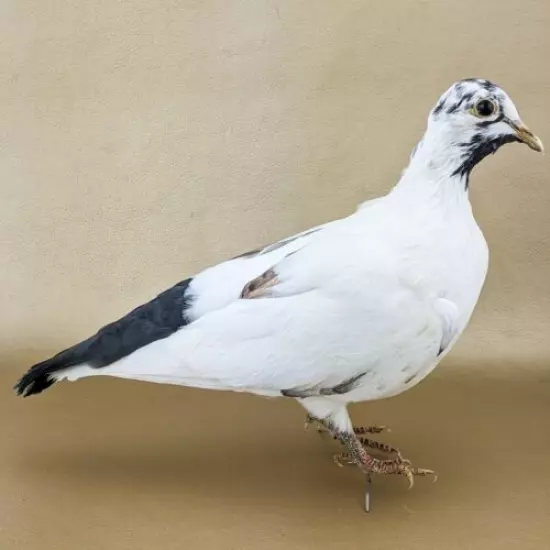 T45n Taxidermy Oddities Curiosities Rock Pigeon bird c livia dove collectible