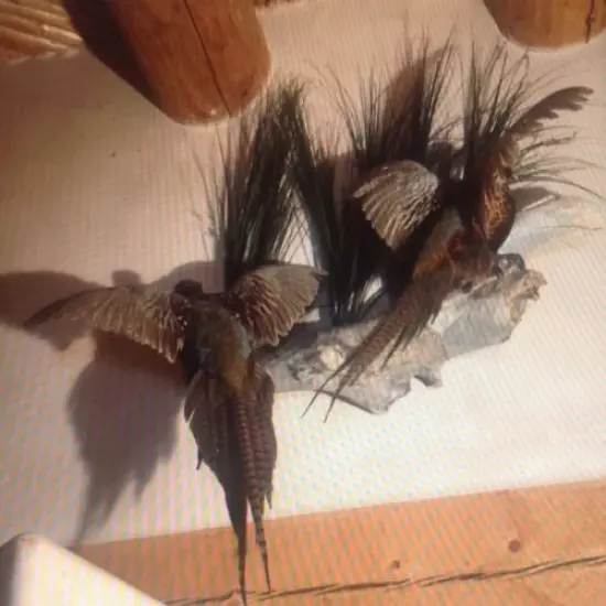 Double Pheasant Wall Mount 