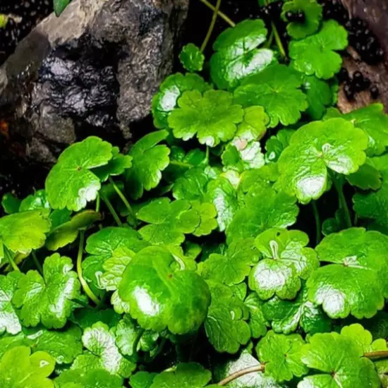 Buy2Get1Free Pennywort Hydrocotyle Tissue Culture Live Plant Freshwater Aquatic