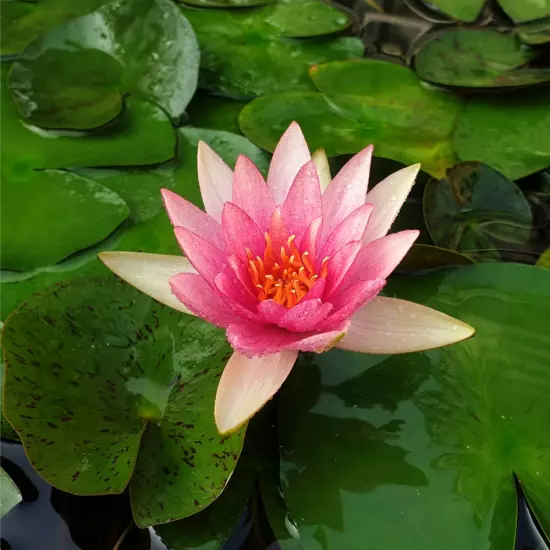 Buy2Get1Free Pink Marliacea Flammea Hardy Waterlily Live Plants Pond Flower Fish