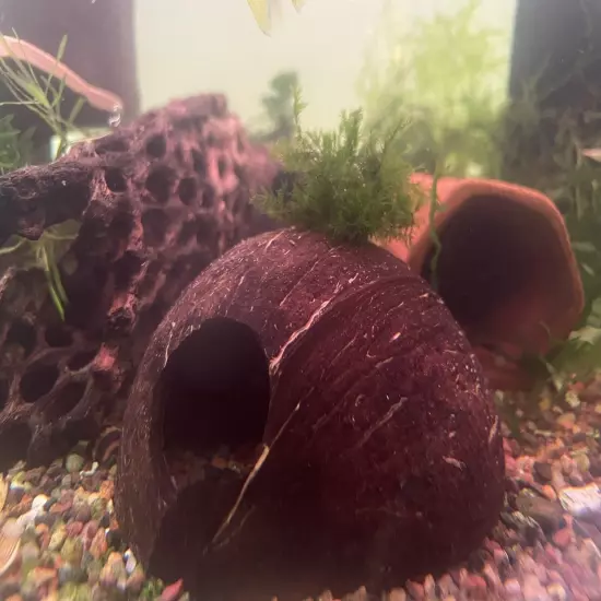 Fissidens Fontanus Growing On Dwarf Cichlid Breeding Cave