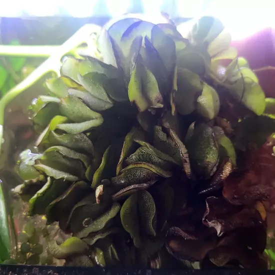 Salvinia Natans Floating Aquarium Fern/Watermoss