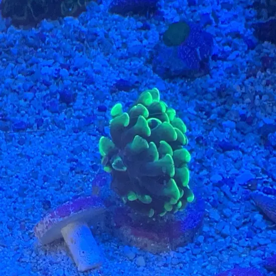 13 Mixed Frags Guaranteed 1 Hammer Or Frogspawn! Free Overnight Shipping