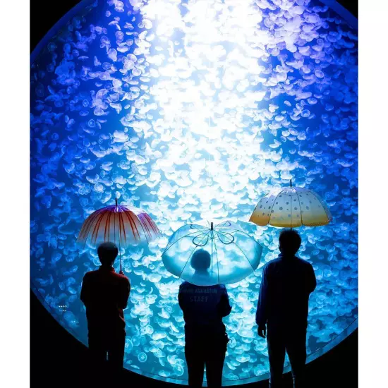 YOU+MORE! A moon jellyfish umbrella swimming in the rainy sky