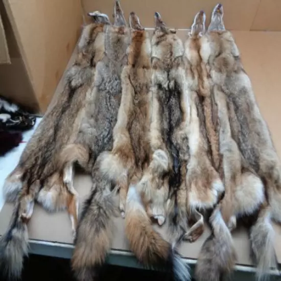 Tanned XL Damage Coyote Hide/Furs/Taxidermy/Crafts