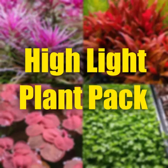 $20 High Light Aquarium plant package! Lots of color! Aquarium plants