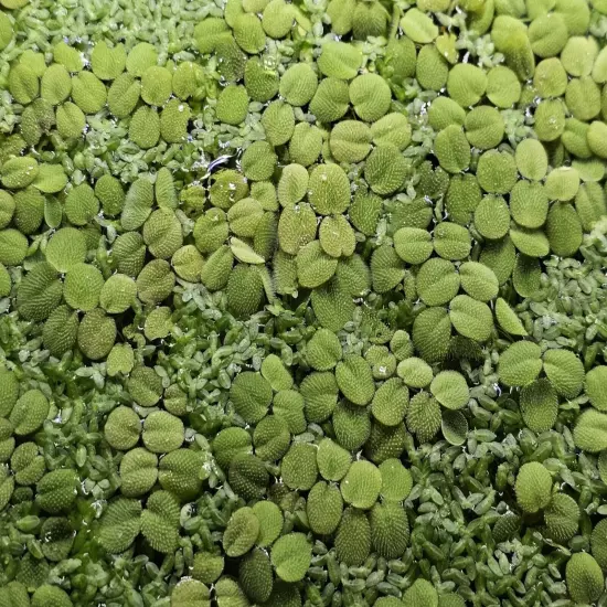 1/4 Cup Water Spangles (Salvinia minima)-Buy 2 Get 1 Free