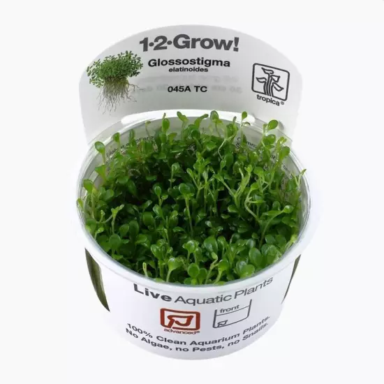 Glossostigma Elatinoides - Tropica Tissue Culture Cup