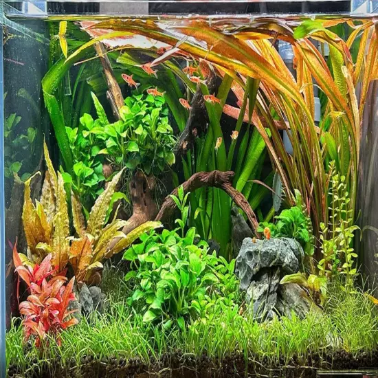 Cryptocoryne Wendtii Brown Grown in Vitro Tissue Culture Easy Aquatic Plant Tank