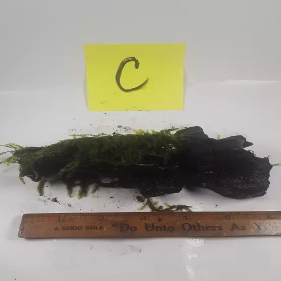 Weeping Moss, Vesicularia ferriei, on Malaysian driftwood