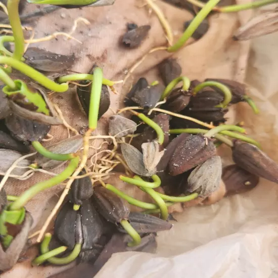 10 White Mangrove Small Plant Laguncularia Racemosa Shore Restoration Beach Tree