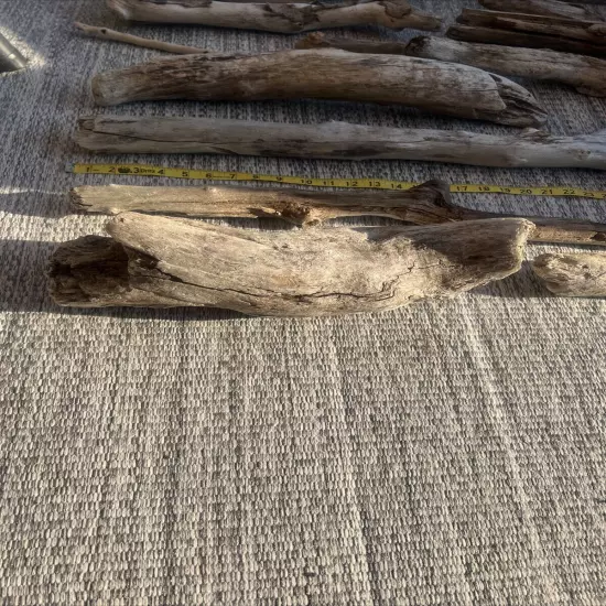 Taxidermy Natural Driftwood Lot of 15 Aquarium Reptile Fish Tank Lake Erie