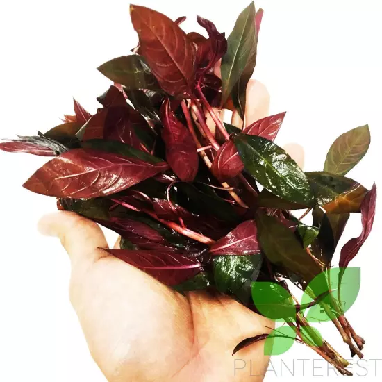 - Ludwigia Peruensis Super Red Bunch Stems Live Aquarium Plant Decor