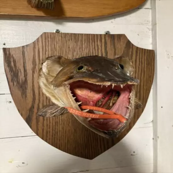 Vintage Mounted Musky Skull - Lake Chautauqua New York Fishing Taxidermy