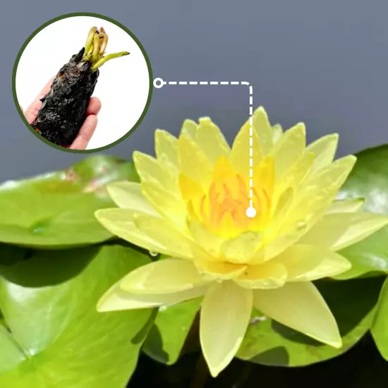 Buy2Get1Free Yellow California Gold Hardy Waterlily Live Pond Plant Colorful