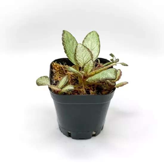 Episcia 'Silver Skies' (2.5" Pot) / African Flame Violet / Live Terrarium Plant