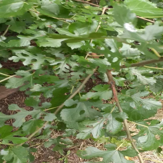 100+ Dried Organic Wildcrafted Mulberry leaves Non Pestecided