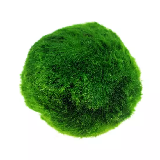 Marimo Moss Ball Aegagropila Linnaei MEDIUM Live Aquarium Plant 4-5cm USA