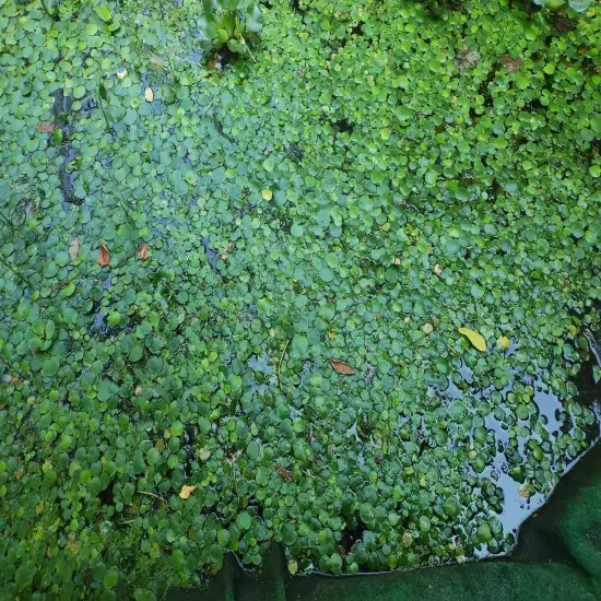 Frogbit Aquarium Pond Plants 