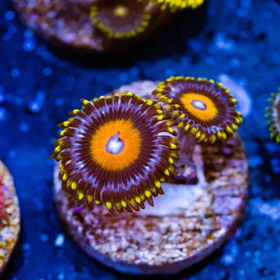 Super Saiyans Zoanthids 2p, WYSIWYG Coral