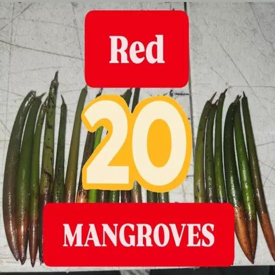 20 Red Mangroves 8" Long Live Plants Germany Israel UK Rhizophora Mangle Seeds