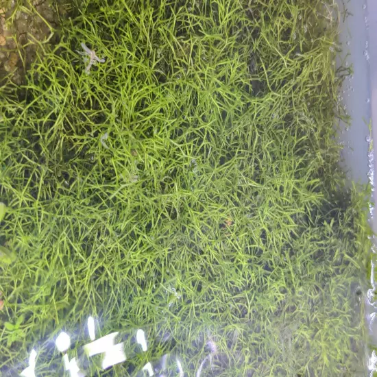 Crystalwort (Riccia fluitans) 2" x 2" Mat Portions - Bonus Mystery Plant 