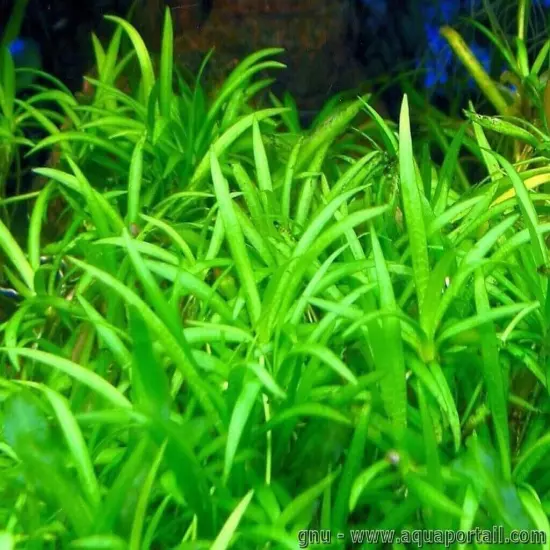 Echinodorus tenellus 'Green' Or Helanthium tenellum 'Green' Carpeting Plant