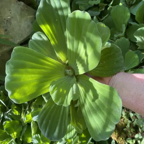 Memorial Day Special (10) Jumbo Water Lettuce Floating Koi Pond Plant Shade 6"