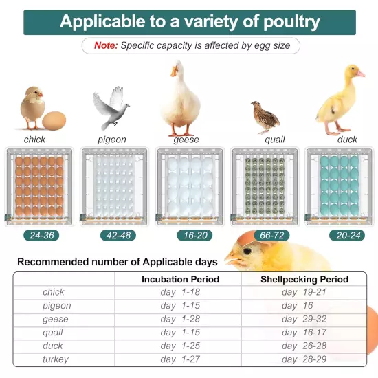 Automatic Egg Incubator Turning Humidity Monitoring 36 Eggs Chicken Duck Quail