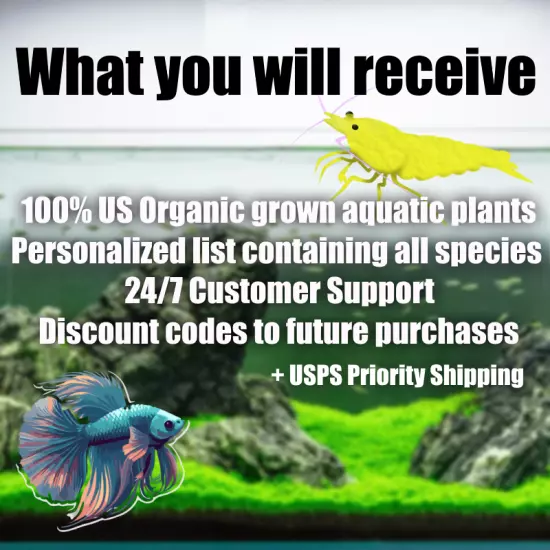 $100 Gourami Aquarium Plant package fresh organic aquarium plants