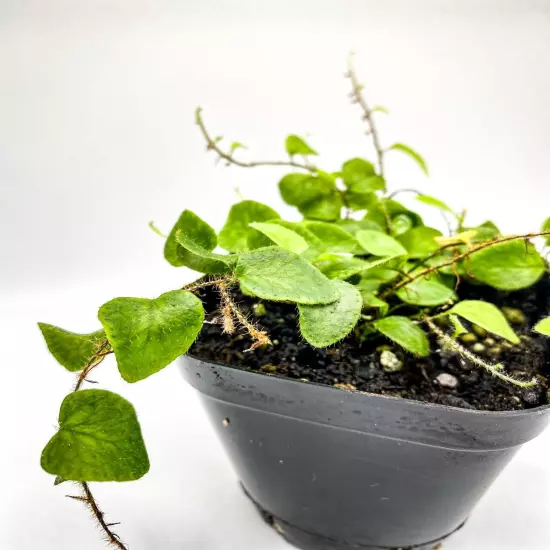 Microgramma tecta (2.5" Pot) Miniature Epiphytic Fern /Dart Frog Terrarium Plant