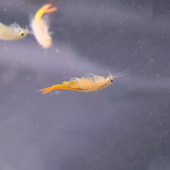 Fairy Shrimp Thailandensis Eggs Live Fish Food for Hatching and Feed Betta Fish