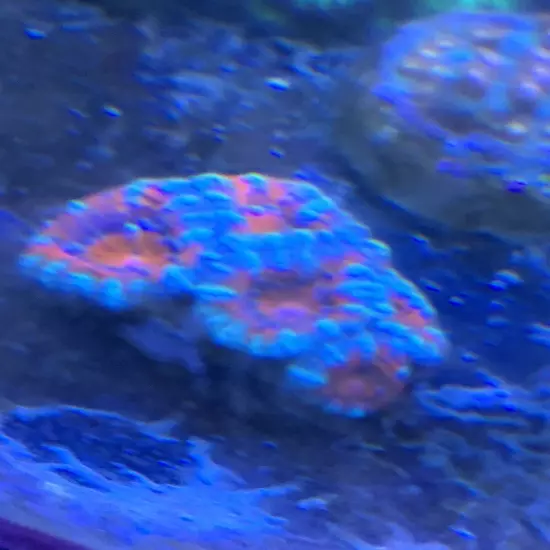 13 Mixed Frags Guaranteed 1 Hammer Or Frogspawn! Free Overnight Shipping