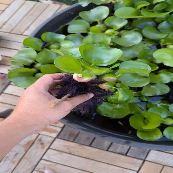 10 x Water Hyacinth Live Aquarium Floating Aquatic KOI Goldfish Pond