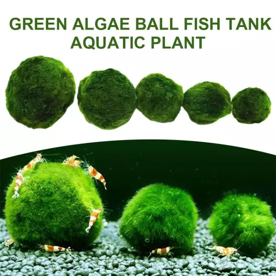 Aquarium Landscaping Decoration Green Algae Balls'