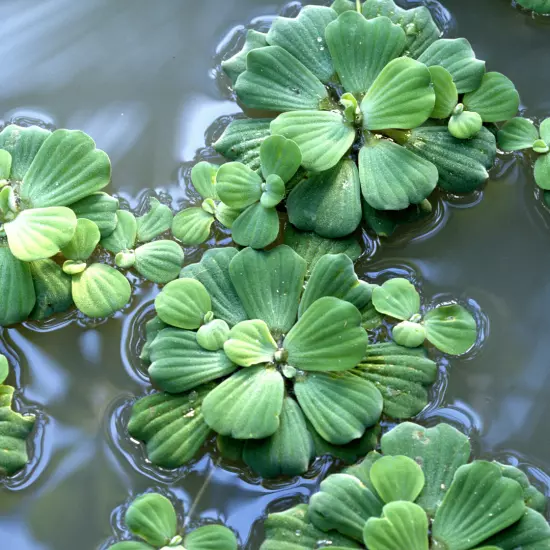 Water Lettuce (Pistia stratiotes) – 2-3 Live Floating Plants for Ponds, Water Ga