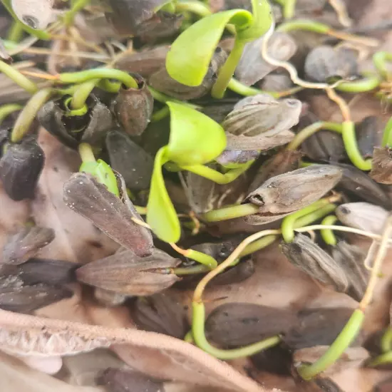 10 White Mangrove Small Plant Laguncularia Racemosa Shore Restoration Beach Tree