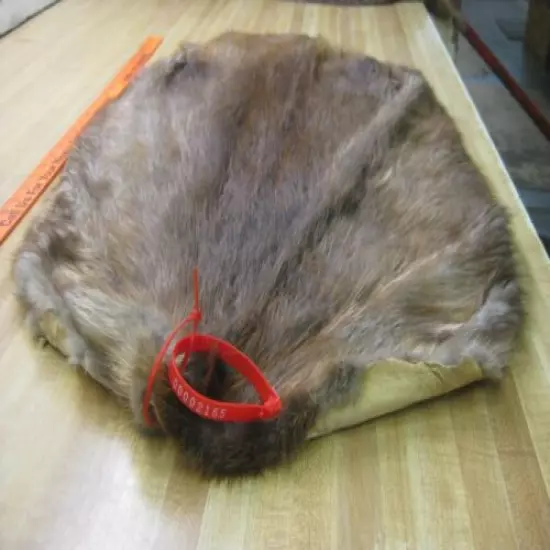 Tanned Beaver Hide Trapping Fur Coats Fur Craft #00002165 Row A-4