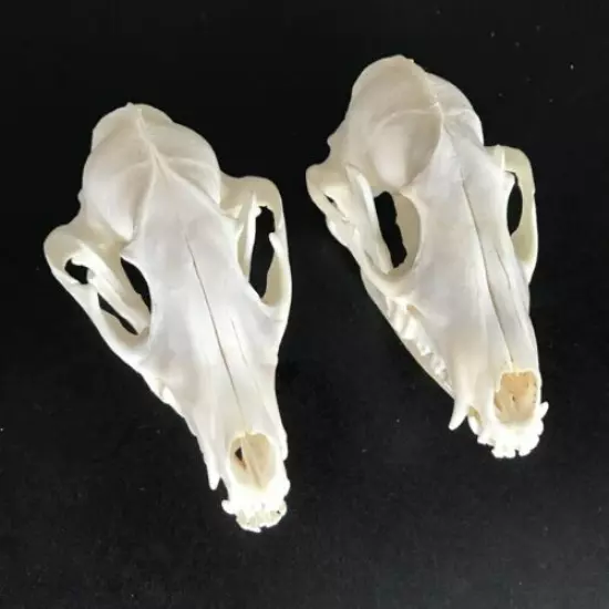 2 pcs Real Raccoon Skull taxidermy real bone skeleton Christmas decoration gift